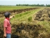 An Giang: Nông dân hoang mang vì lúa chết bất thường