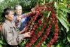 Người Mỹ ngày càng thích nông sản Việt