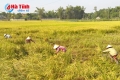 Gặt lúa chạy lụt ở vùng ngoài đê Đức Thọ