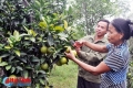 Huyện Vũ Quang tập trung chuyển dịch cơ cấu cây trồng nhằm gia tăng giá trị trên đơn vị diện tíc