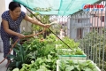 Người dân thành phố Hà Tĩnh ’đua nhau’ trồng rau sạch