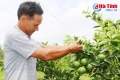 Tái cơ cấu nông nghiệp ở Can Lộc: Hứa hẹn từ quả bưởi, cây cam...