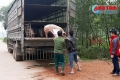 Xúc tiến xây dựng chuỗi liên kết khép kín chăn nuôi lợn