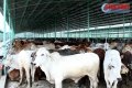 Phát triển ngành công nghiệp chăn nuôi bò bền vững trên địa bàn Hà Tĩnh trong bối cảnh hội nhập quốc tế