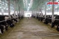 Đàn bò sữa 210 con vừa được thả nuôi tại trang trại chăn nuôi bò sữa của Công ty TNHH Khánh Giang