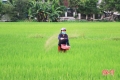 Thời tiết "ủng hộ", nông dân Hà Tĩnh thúc đòng lúa hè thu