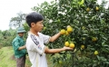 Vũ Quang: Năm 2016 trồng mới 430 ha cam