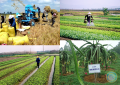 Quốc hội bàn giải pháp tái cơ cấu nông nghiệp, tránh ‘được mùa mất giá’