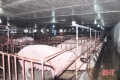 'Cởi trói" cho người chăn nuôi, lợn khỏe vẫn khó xuất chuồng trong "bão dịch"