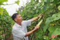 Trồng dưa chuột trái vụ, nông dân Cẩm Xuyên “hái” tiền triệu