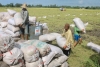 Đề xuất giải cứu người trồng lúa: Cho vay vốn thay vì mua tạm trữ