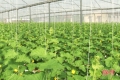 Mô hình trồng dưa lưới trong nhà màng lần đầu tiên xuất hiện ở Đức Thọ