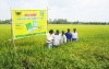 Nông nghiệp 2012: Niềm vui và những điều trăn trở