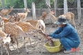 12 con hươu ở huyện miền núi Hà Tĩnh chết chưa rõ nguyên nhân