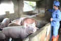 Chăn nuôi an toàn sinh học: "Lá chắn thép" trước "bão" dịch ở Hà Tĩnh