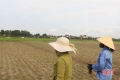 Thời tiết bất lợi, nông dân Hà Tĩnh mất tiền tỷ mua lạc giống