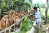 Được tiếp sức từ chương trình xây dựng NTM, anh Nguyễn Ngọc Tấn, xã Kỳ Tân đã xây dựng thành công mô hình trang trại tổng hợp, thu hoạch mỗi năm 300 triệu đồng