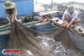Tín hiệu vui từ nghề nuôi cá nước ngọt ở Lộc Hà