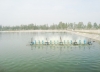 Quản lý cộng đồng trong nuôi tôm, hướng đi mới cho Nuôi trồng thủy sản ở Hà Tĩnh
