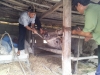 Thị xã Hồng Lĩnh:  Tăng cường công tác tiêm phòng bổ sung và phòng chống dịch cho gia súc, gia cầm.