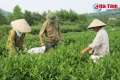 Dự án Phát triển nông nghiệp Hà Tĩnh Cải thiện năng lực sản xuất cho người dân