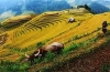 Bảo hiểm Agribank Vì sự phát triển nông nghiệp, nông dân và nông thôn mới