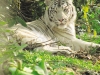 Hổ trắng lần đầu sinh sản tại Việt Nam