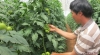 Nông dân bỏ tiền túi ra nước ngoài học trồng cà chua