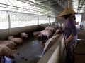 Hà Tĩnh: HTX Tiền Phong với mô hình chăn nuôi tổng hợp