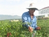 Đại Lộc (Quảng Nam): Nông dân giàu lên nhờ nông thôn mới
