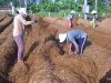 Chưa tận dụng nguồn nguyên liệu trồng nấm: Việt Nam lãng phí hàng tỷ USD