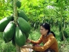 Dịch vụ nông nghiệp và quỹ tín dụng nhân dân - kinh nghiệm từ Quảng Ngãi