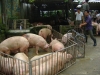 Người dân xã Vũ Bản (Bình Lục, Hà Nam) xuất bán lợn.