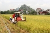 Kiên quyết giữ 3,8 triệu hecta đất trồng lúa