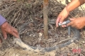 Nông dân Hà Tĩnh chôn lốp xe cũ quanh gốc cây để... chống hạn cho vườn mẫu