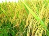 Bản tin thời tiết nông vụ số 3: Chú ý dịch bệnh gây hại trên lúa