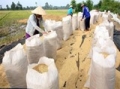 Sản lượng lúa gạo tăng hơn 200.000 tấn