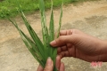 Xuất hiện sâu cuốn lá nhỏ gây hại trên lúa xuân ở Đức Thọ