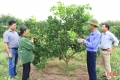 "Thấm" nông nghiệp 4.0, nhà nông Hà Tĩnh dùng công nghệ sinh học "nuôi" cam VietGap