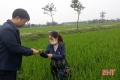 Nếu chủ quan, bệnh đạo ôn sẽ gây hại đến hàng chục nghìn ha lúa ở Hà Tĩnh