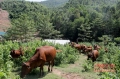 Đến nay đàn bò của gia đình chị Phương trên 65 con.