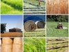 Giá nông sản trong nước ngày 25/04/2012