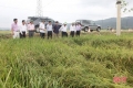 Mưa dông trên 180 mm, thu hoạch lúa ở Hà Tĩnh kéo chậm 3 - 4 ngày tới