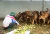 Hương Sơn dẫn đầu về phát triển chăn nuôi