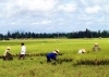 Thị xã Hồng Lĩnh: Tập trung thu hoạch lúa vụ xuân 2014