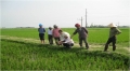 Thị xã Hồng Lĩnh:  7,5 ha lúa vụ xuân bị nhiềm bệnh đạo ôn