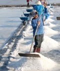 Sản xuất muối trải bạt, hướng đi mới cho diêm dân