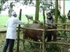 Cẩm Xuyên: Tập trung tiêm vắc - xin cho gia súc, gia cầm đợt 1 năm 2013