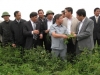 Đồng chí Võ Kim Cự - Chủ tịch UBND tỉnh thăm mô hình trồng cà chua tại xã Thiên Lộc
