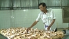 Dự án Cạnh tranh ngành Chăn nuôi và an toàn thực phẩm (LIFSAP): Cơ hội “chuyển mình” cho ngành chăn nuôi Việt Nam